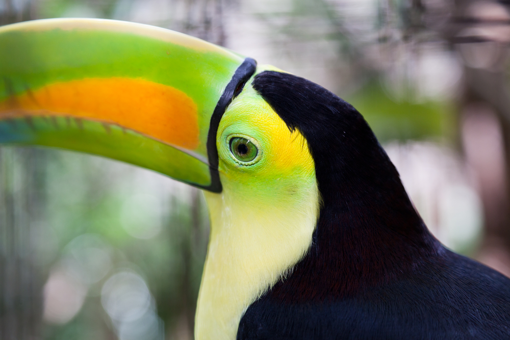 attractions of Belize