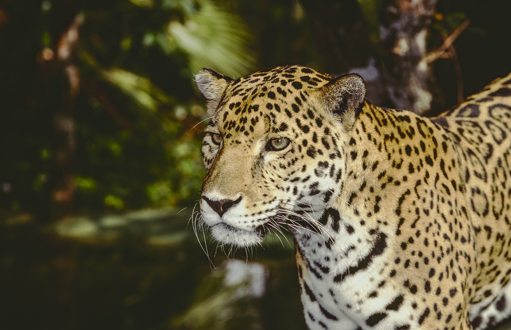 attractions of Belize