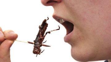 12 Edible Bugs to Taste Around the Globe