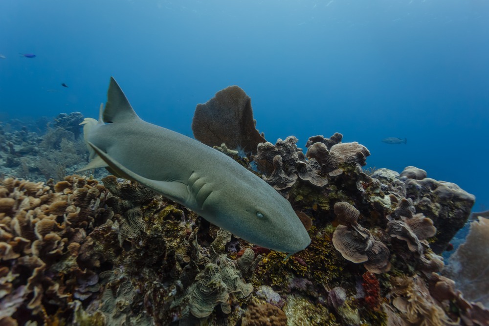 places to swim with sharks