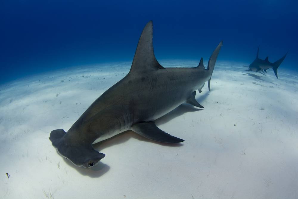 places to swim with sharks