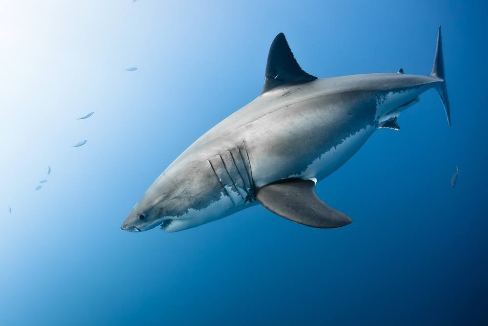places to swim with sharks