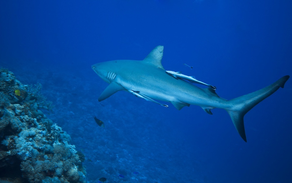places to swim with sharks