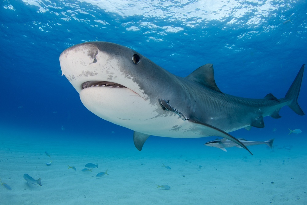 places to swim with sharks