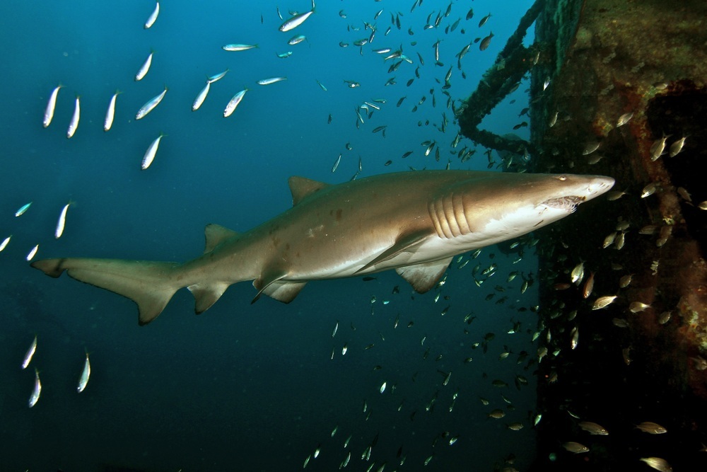 places to swim with sharks