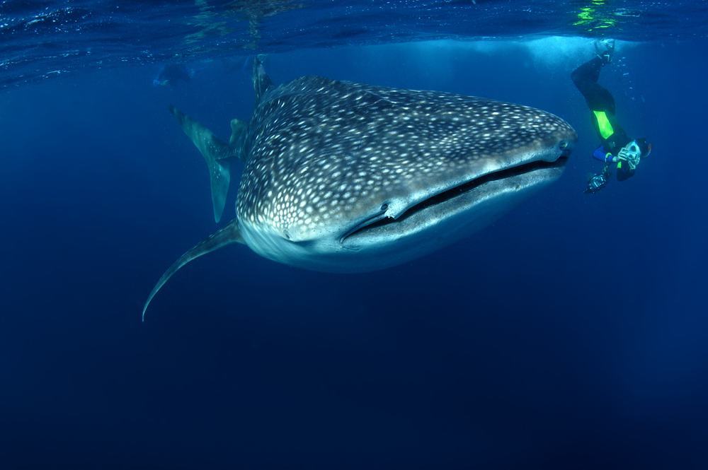 places to swim with sharks