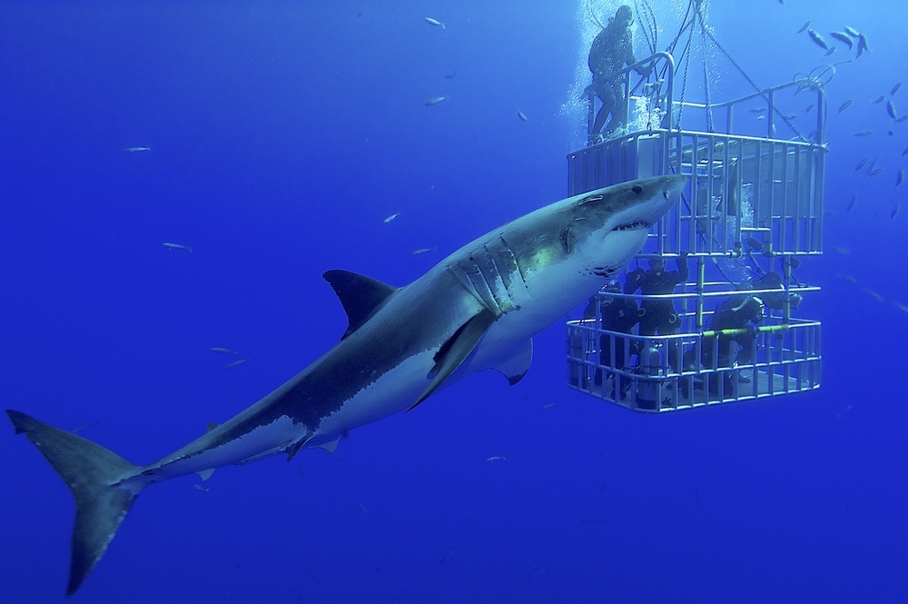 places to swim with sharks