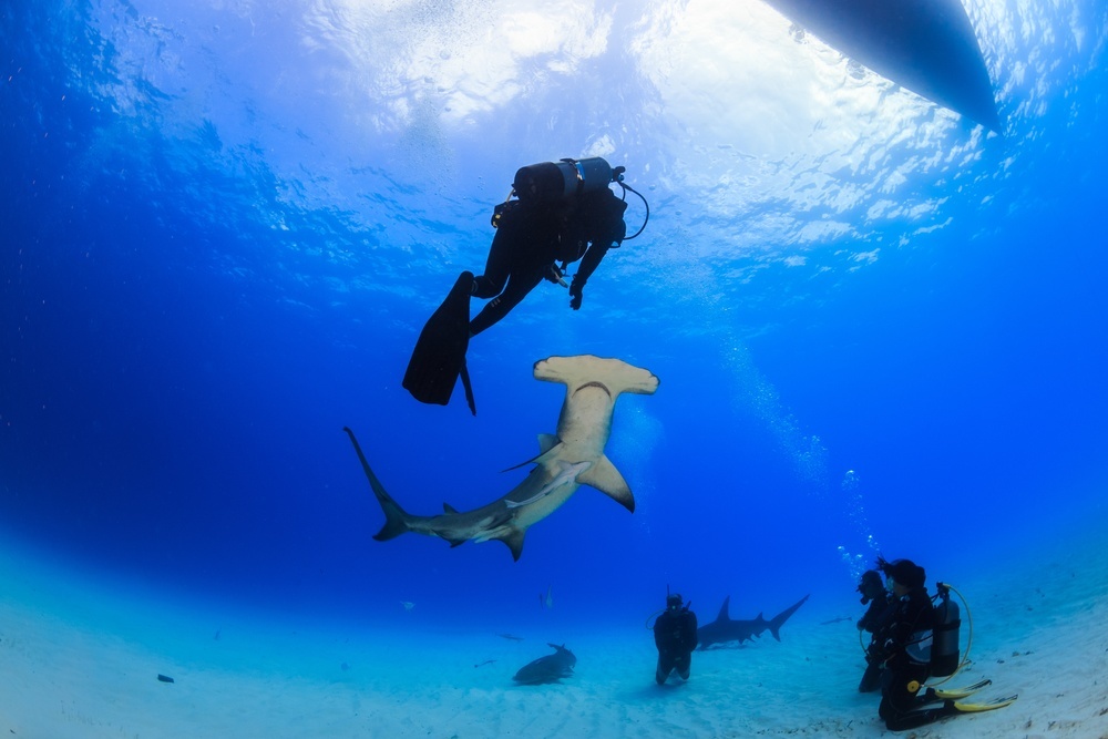 places to swim with sharks