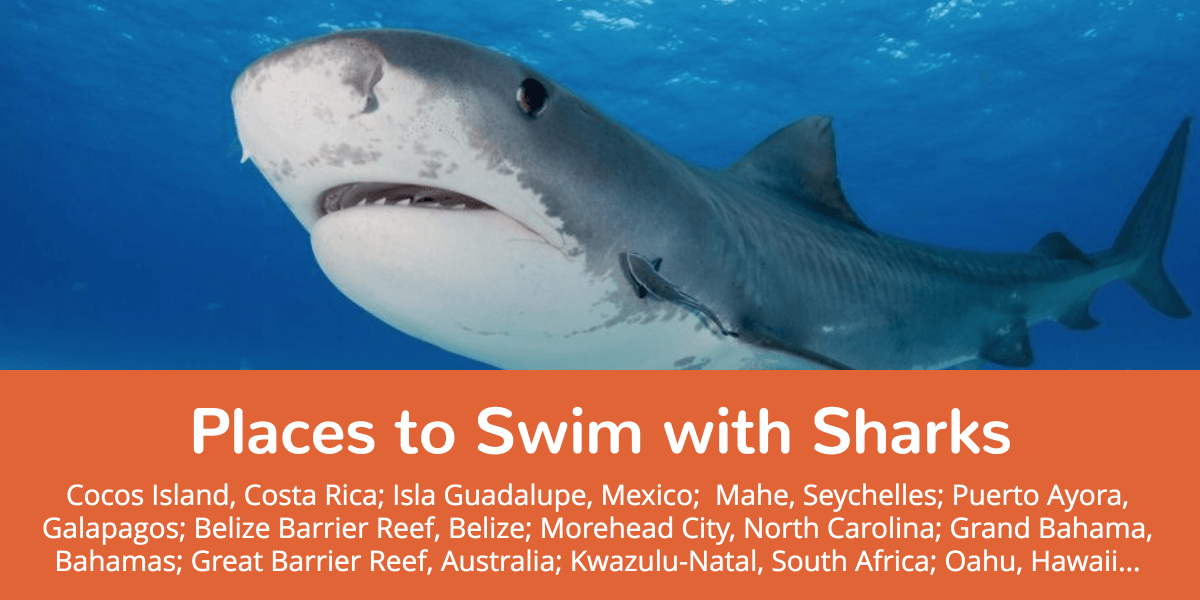 10 Places to Swim with Sharks