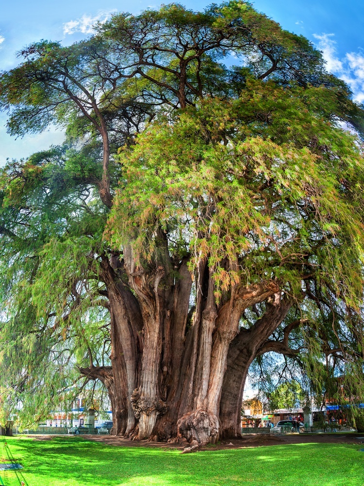 most remarkable trees