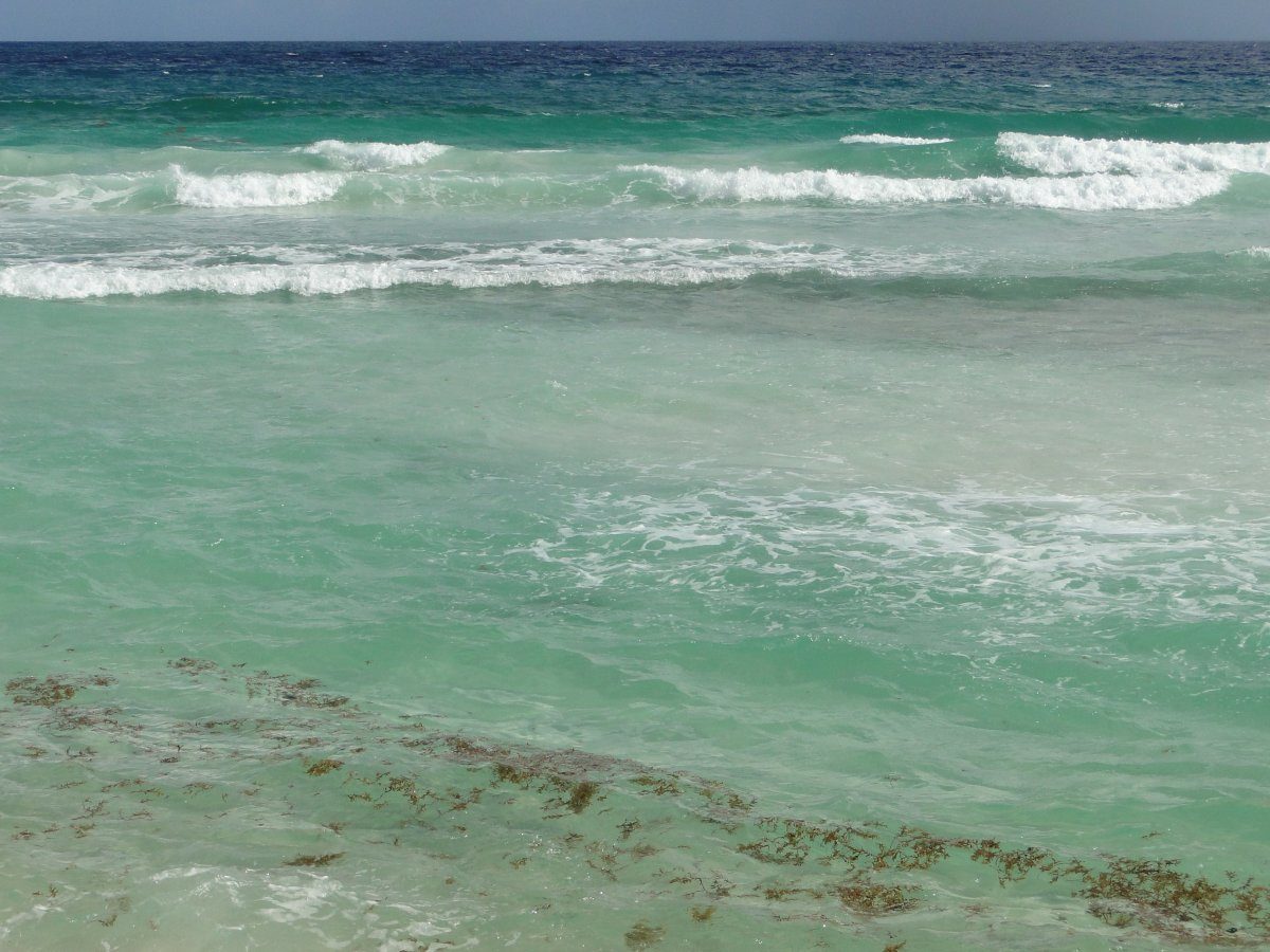 Boardwalk Seaweed