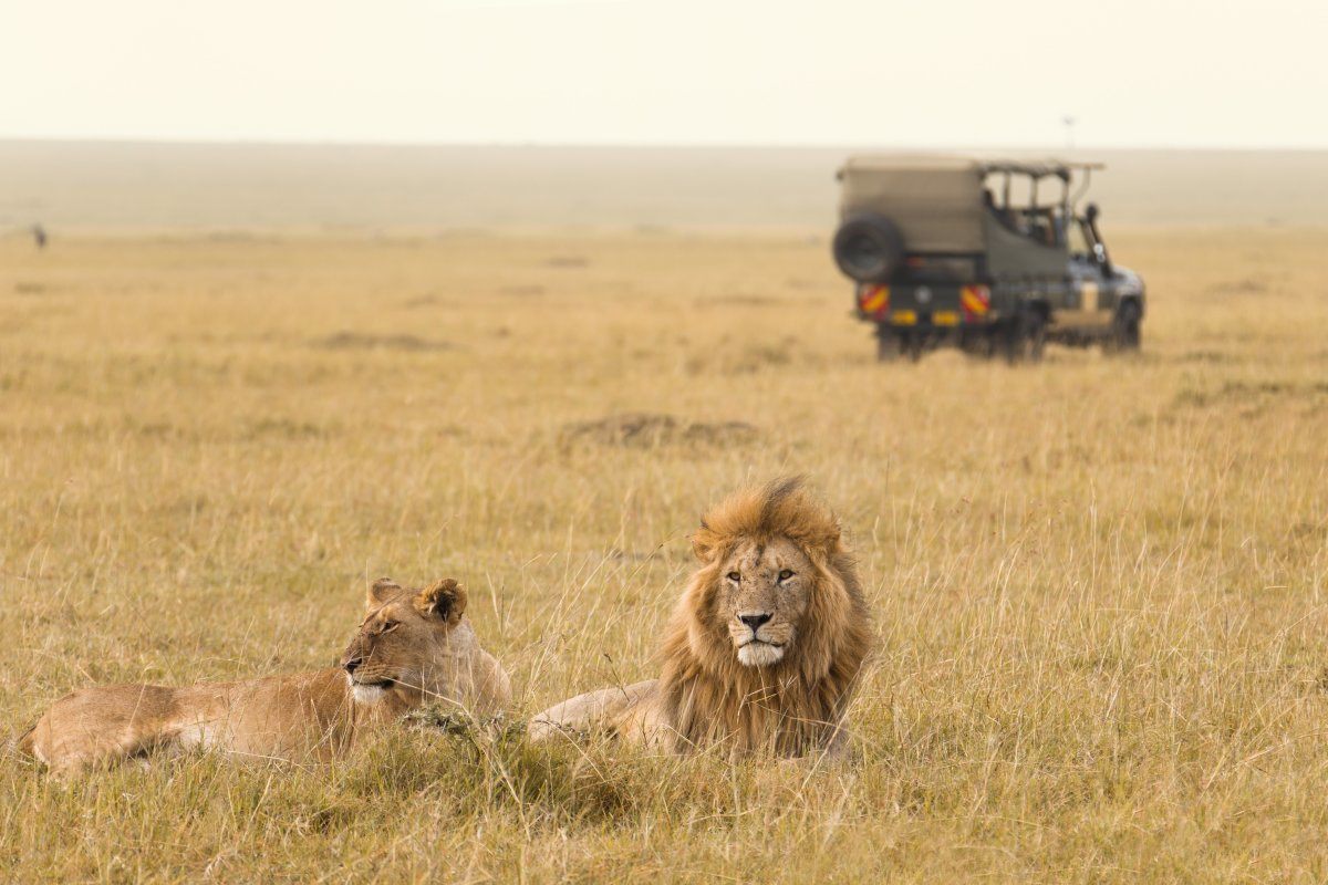 African Lion Couple And Safari Jeep In Kenya