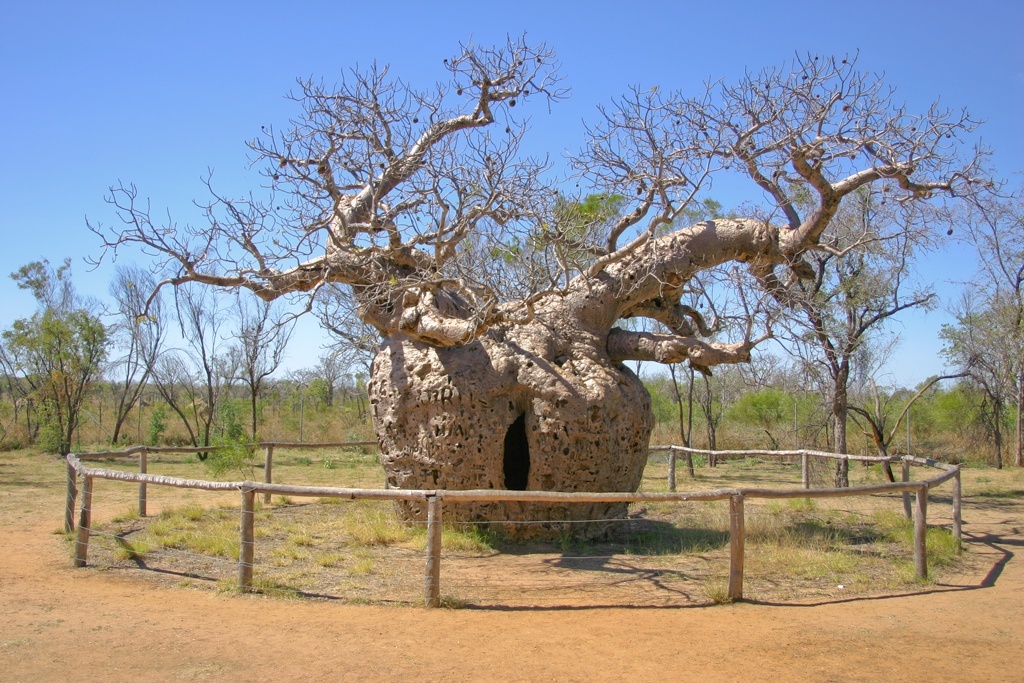 most remarkable trees