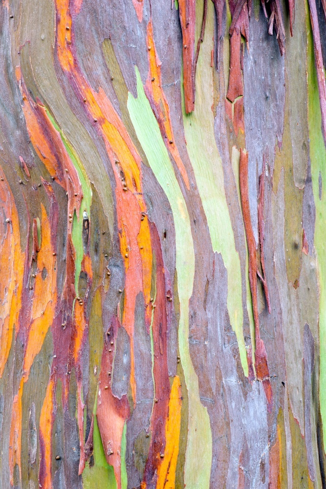 most remarkable trees