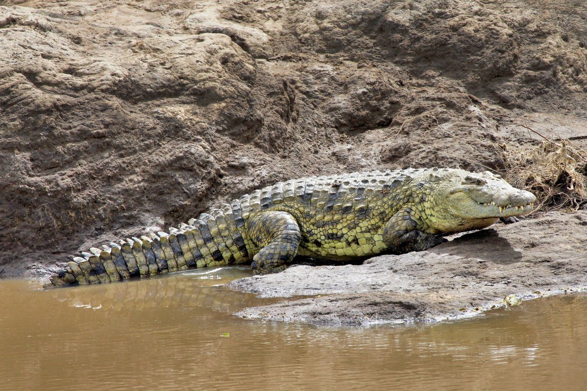 Crocodile in Kenya, Africa.