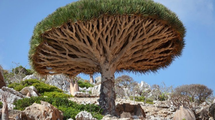 most remarkable trees