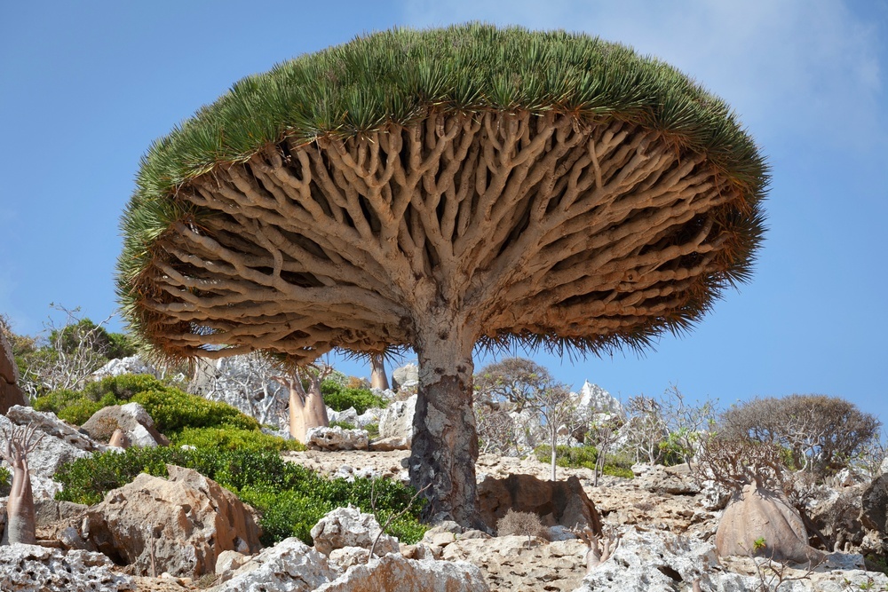 most remarkable trees