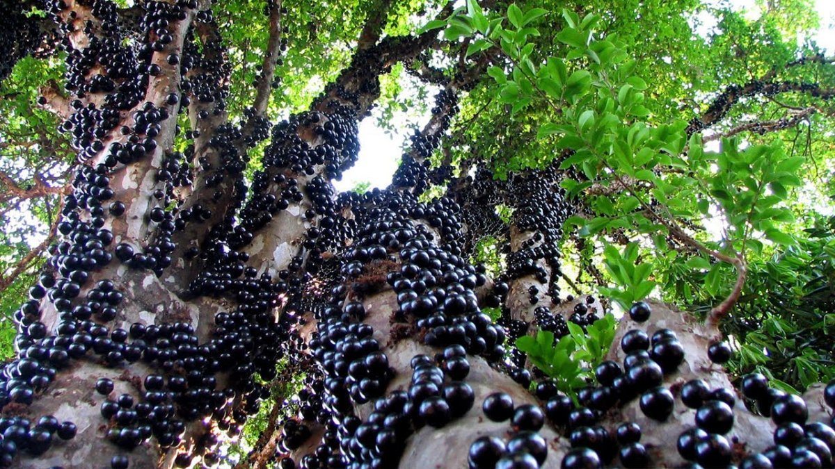 most remarkable trees
