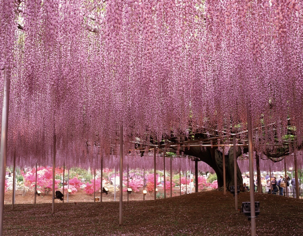 most remarkable trees