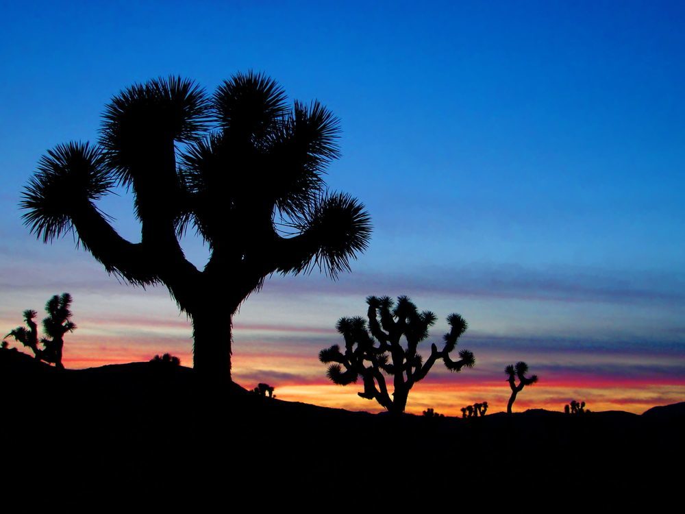 most remarkable trees