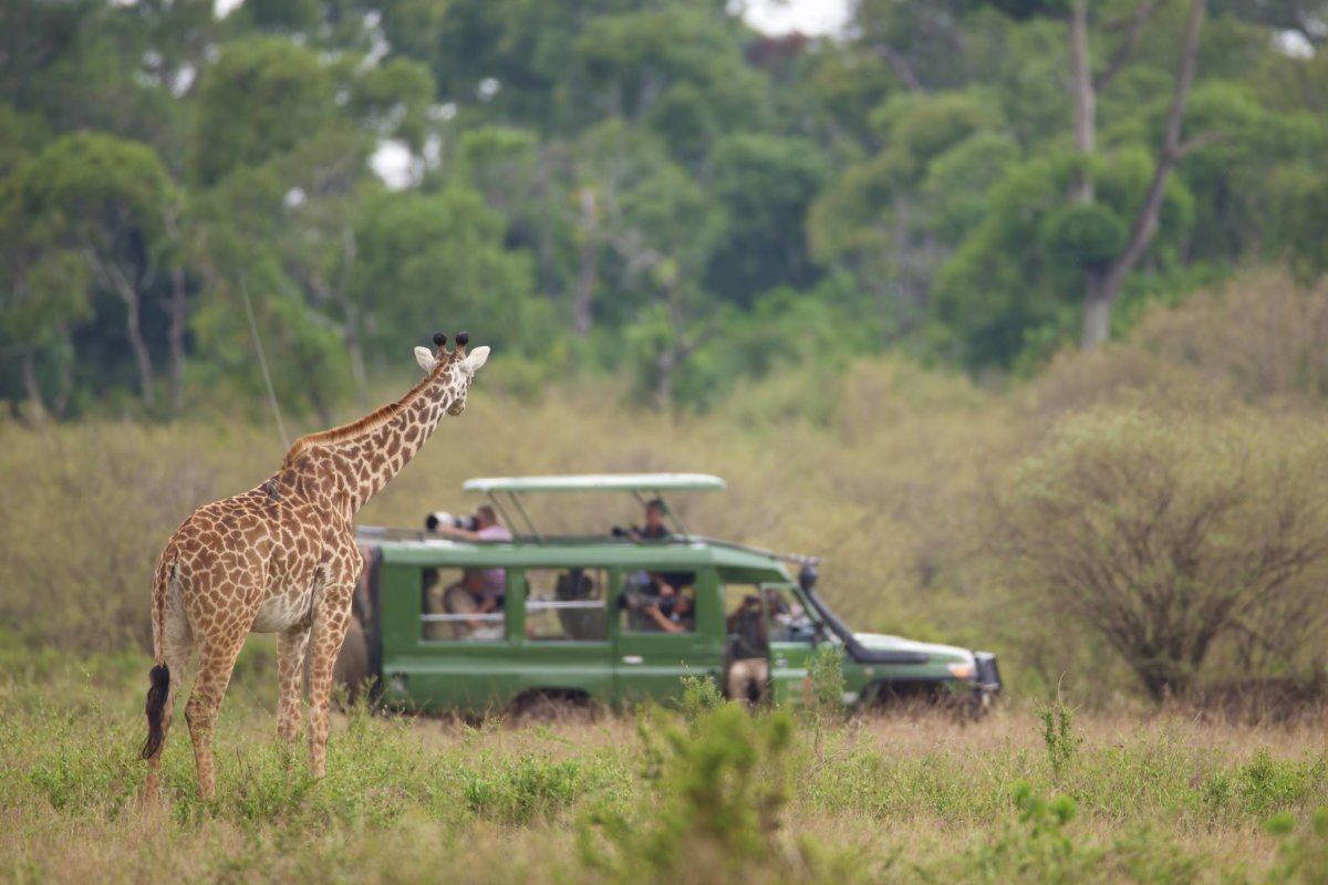 Large Giraffe on Safari