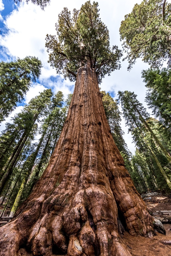 most remarkable trees