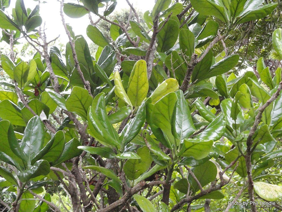 most remarkable trees