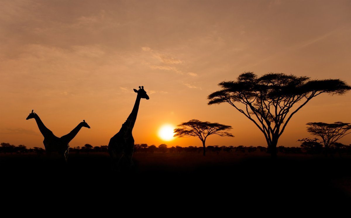 Silhouettes Of Giraffes