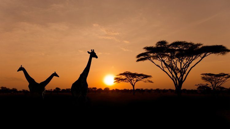Silhouettes Of Giraffes