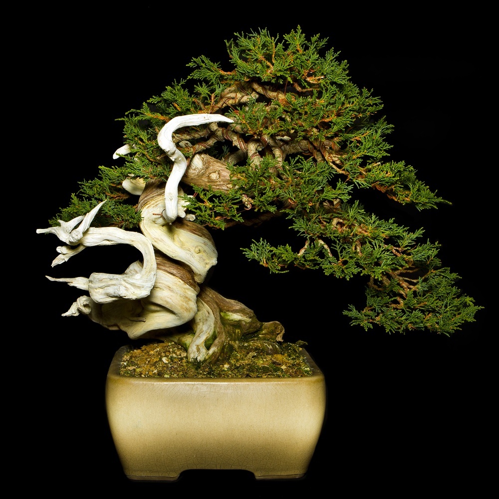most remarkable trees