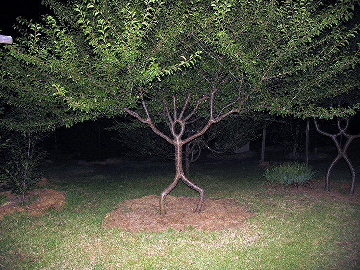 most remarkable trees