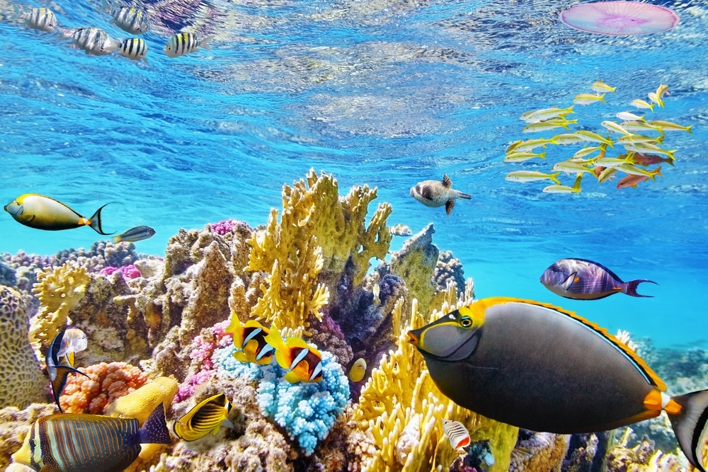underwater wonders