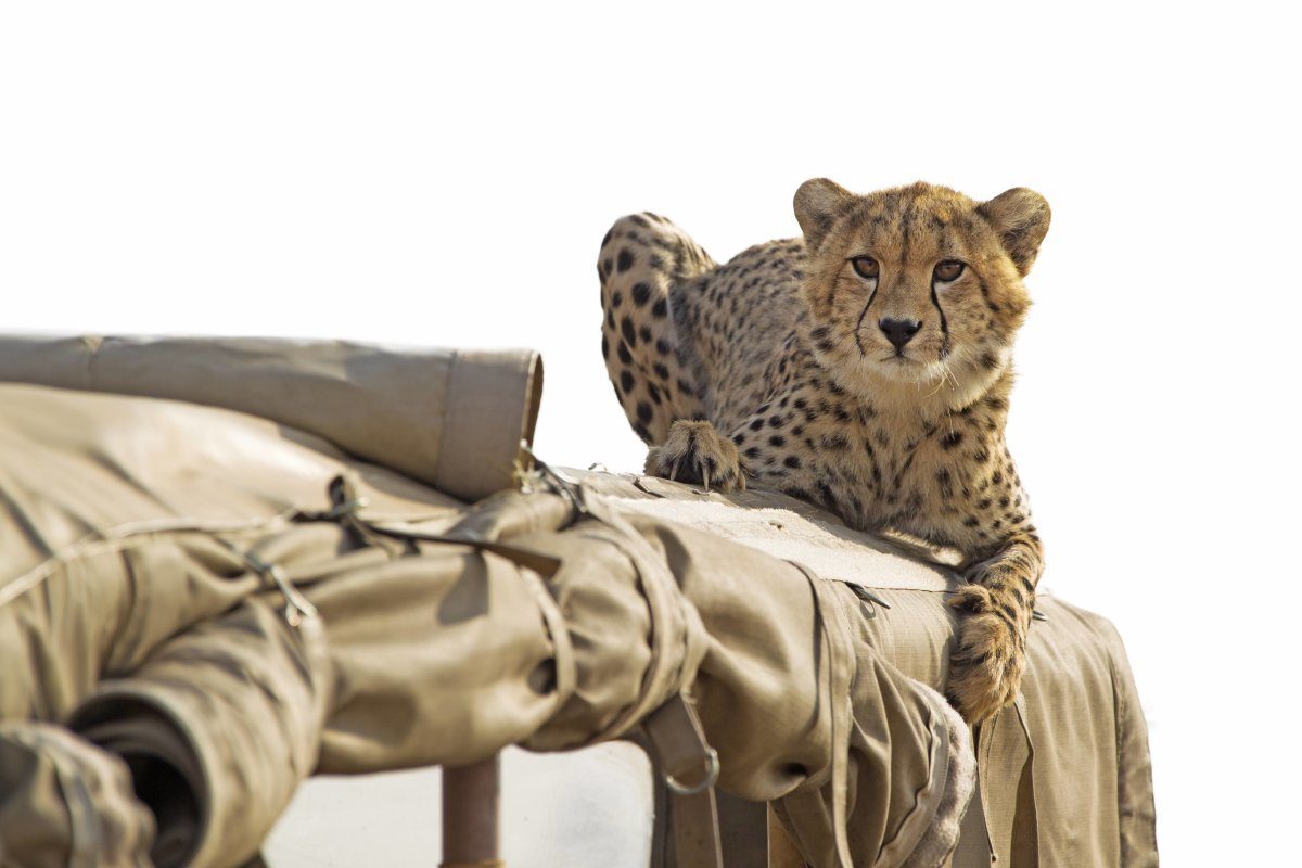Cheetah Lying On A Safari Jeep