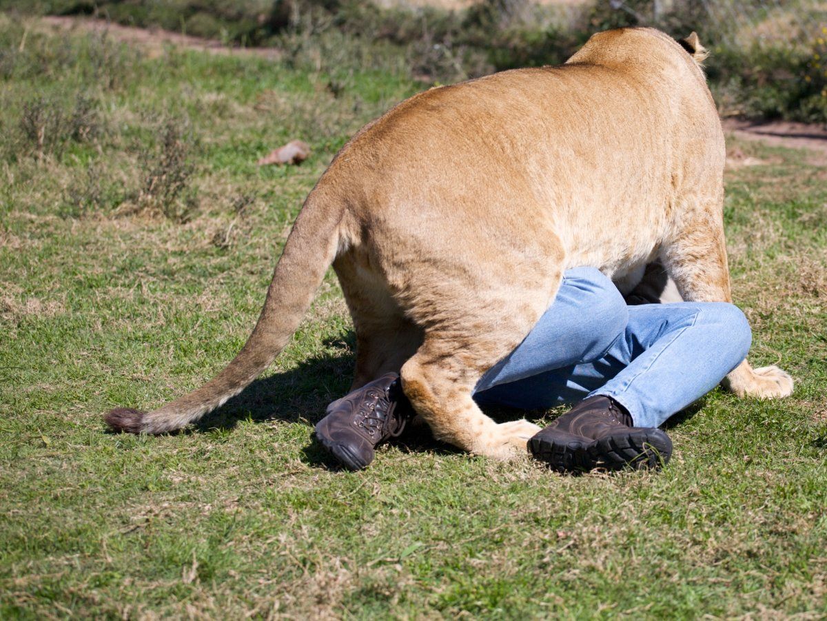 Lioness On Man