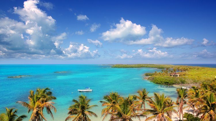Aerial View of Mexico Palm Trees And Sea
