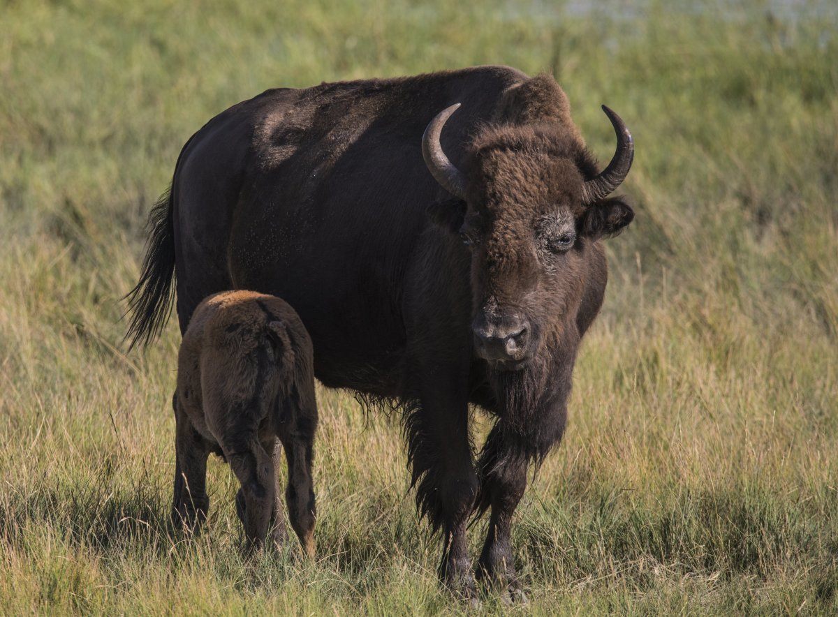 American Bison (Bison Bison)  - Wind Cave National Park, Black Hills, South Dakota