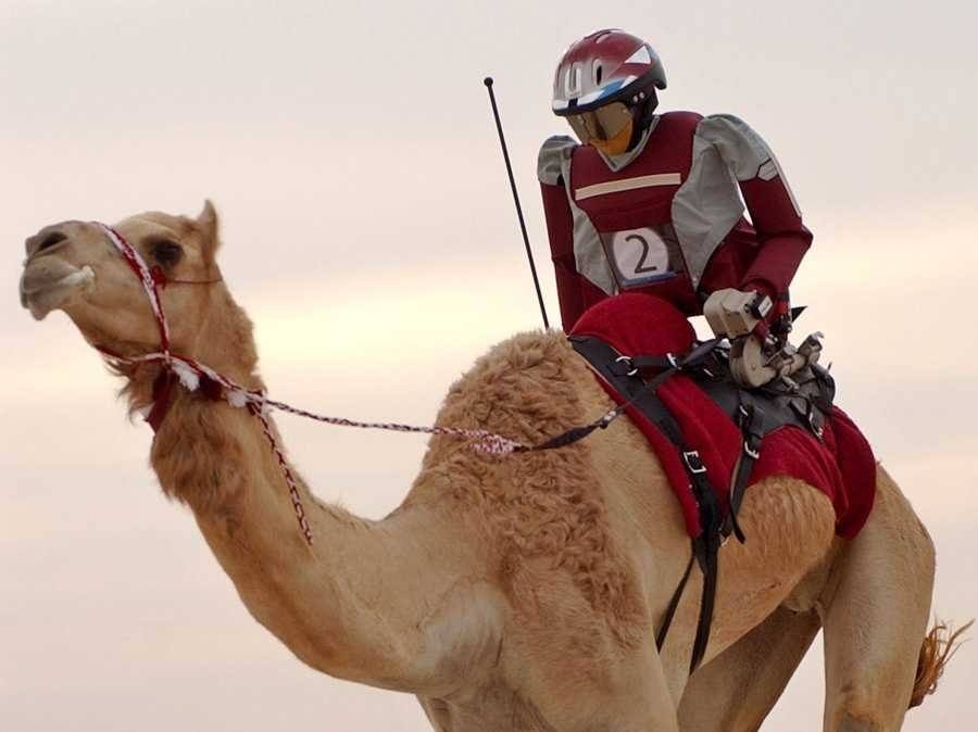camel racing robots
