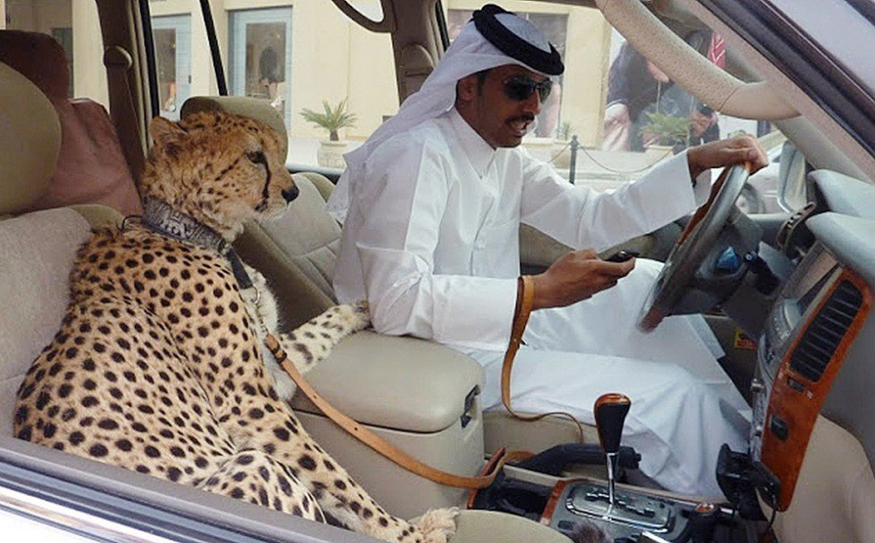 cheetah pet in Dubai