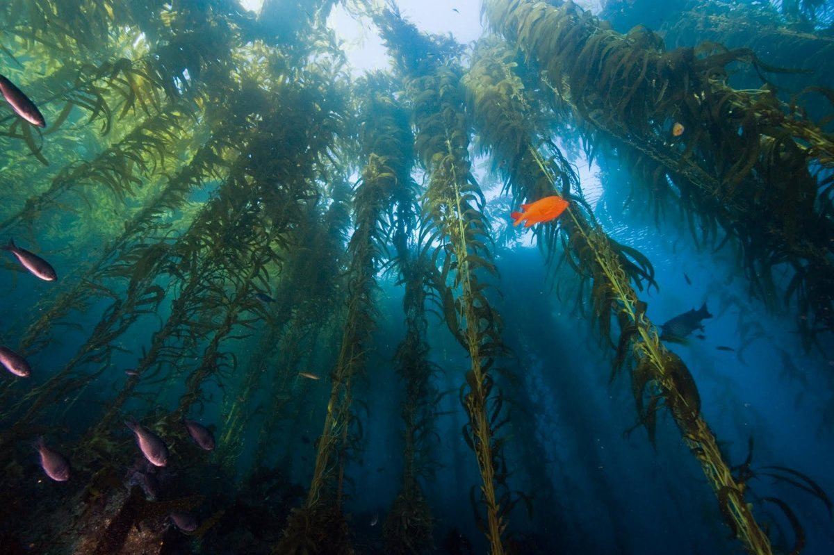 kelp forest near Catalina
