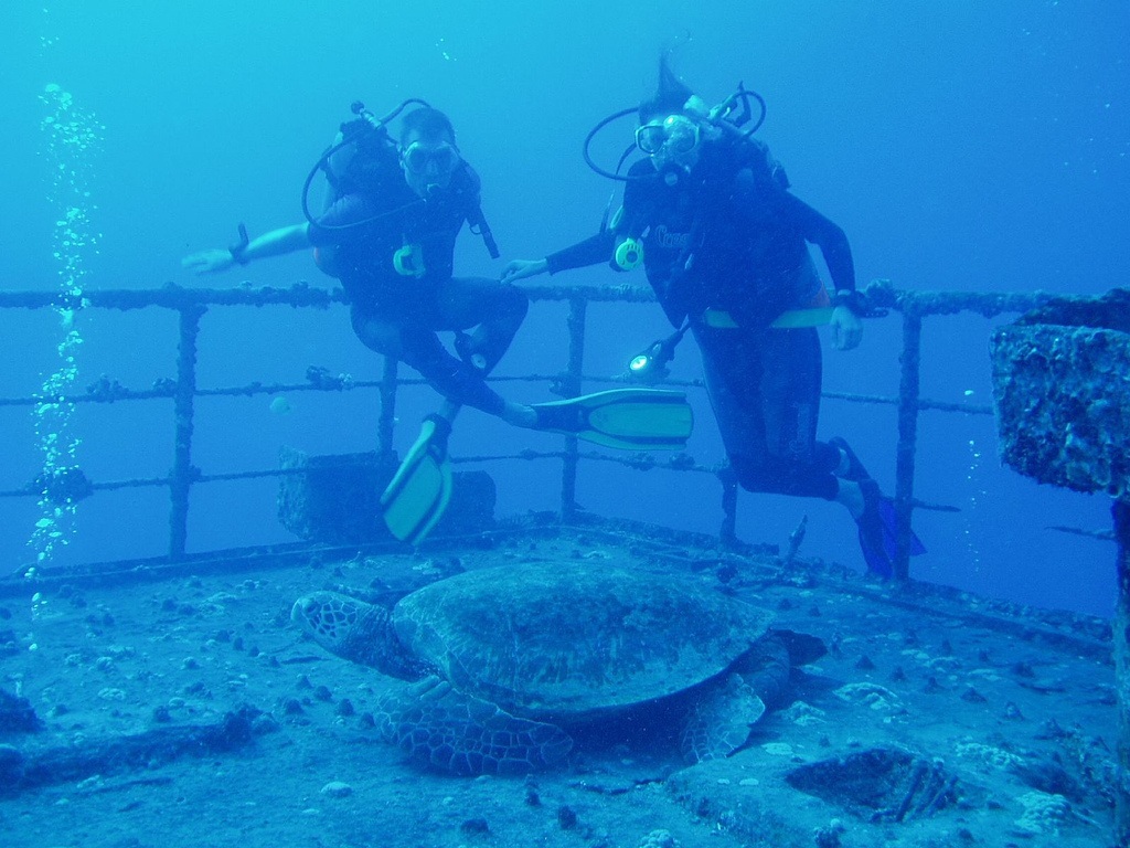 Sea Tiger