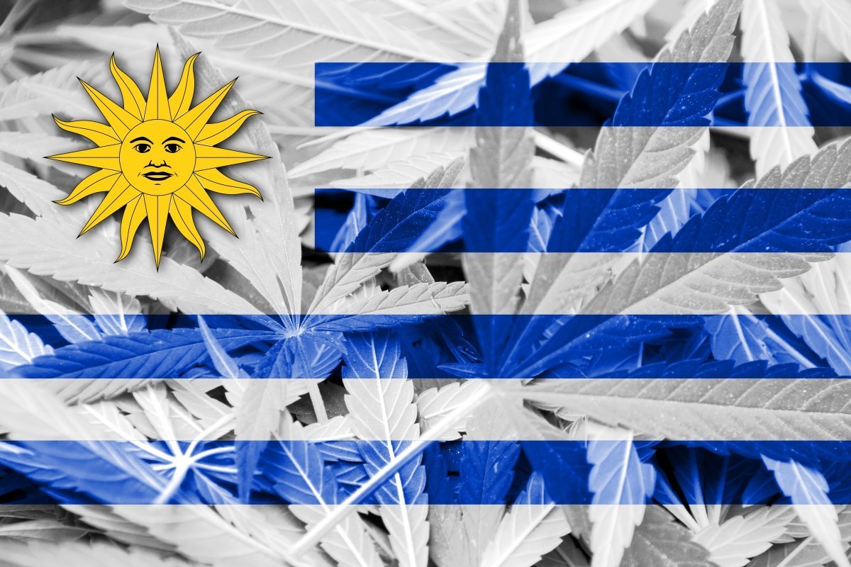 Uruguay Flag On Cannabis Background
