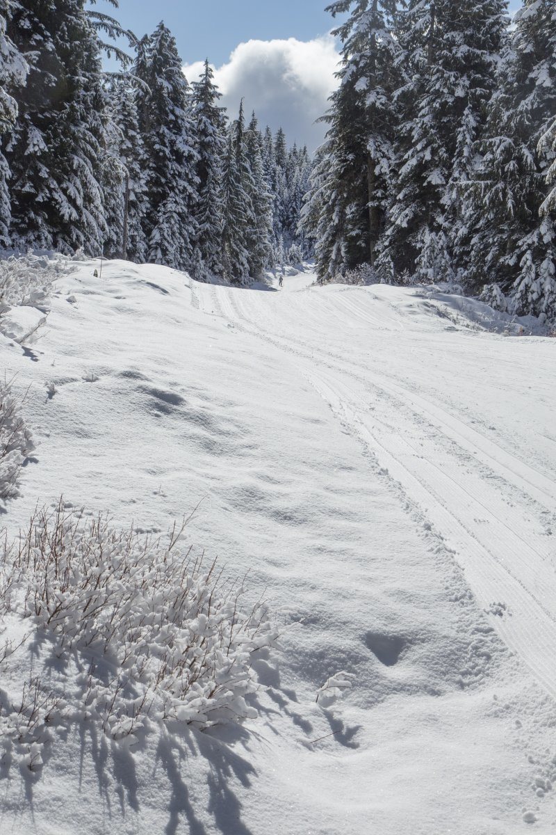 Nordic Ski Trail At Vancouver Canada