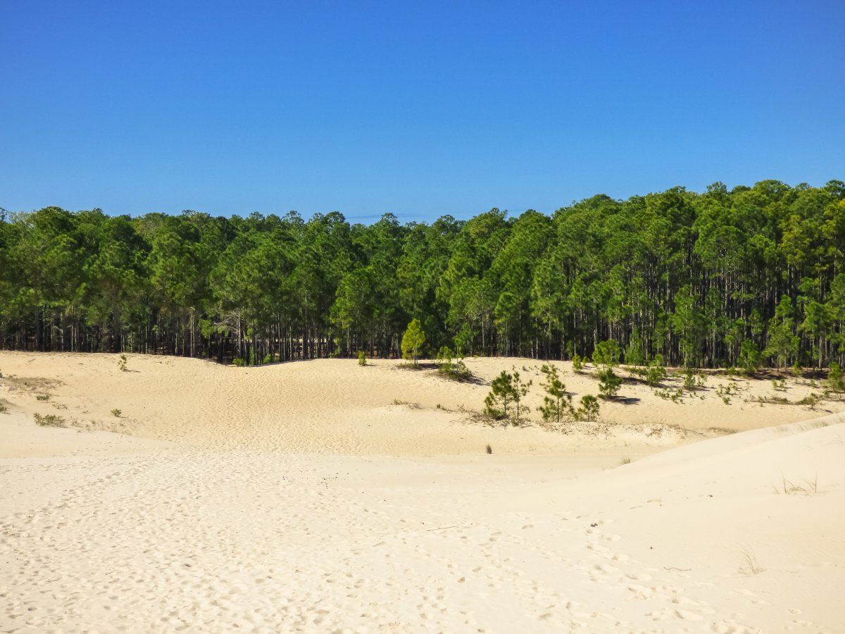 Sand dunes and pine tree forest near Florianopolis, Brazil