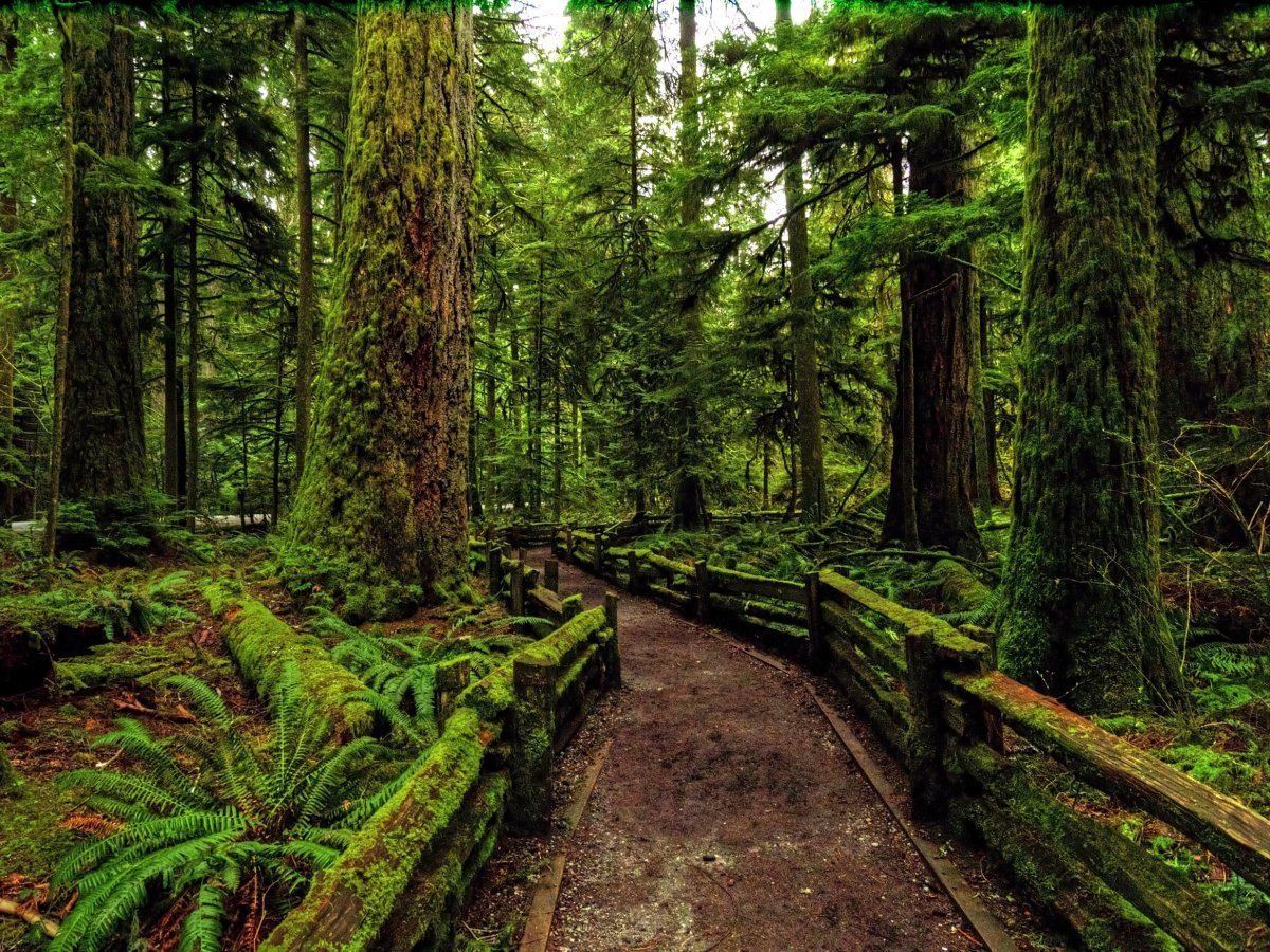 A Rainy Day At Cathedral Grove Near Tofino, Vancouver Island