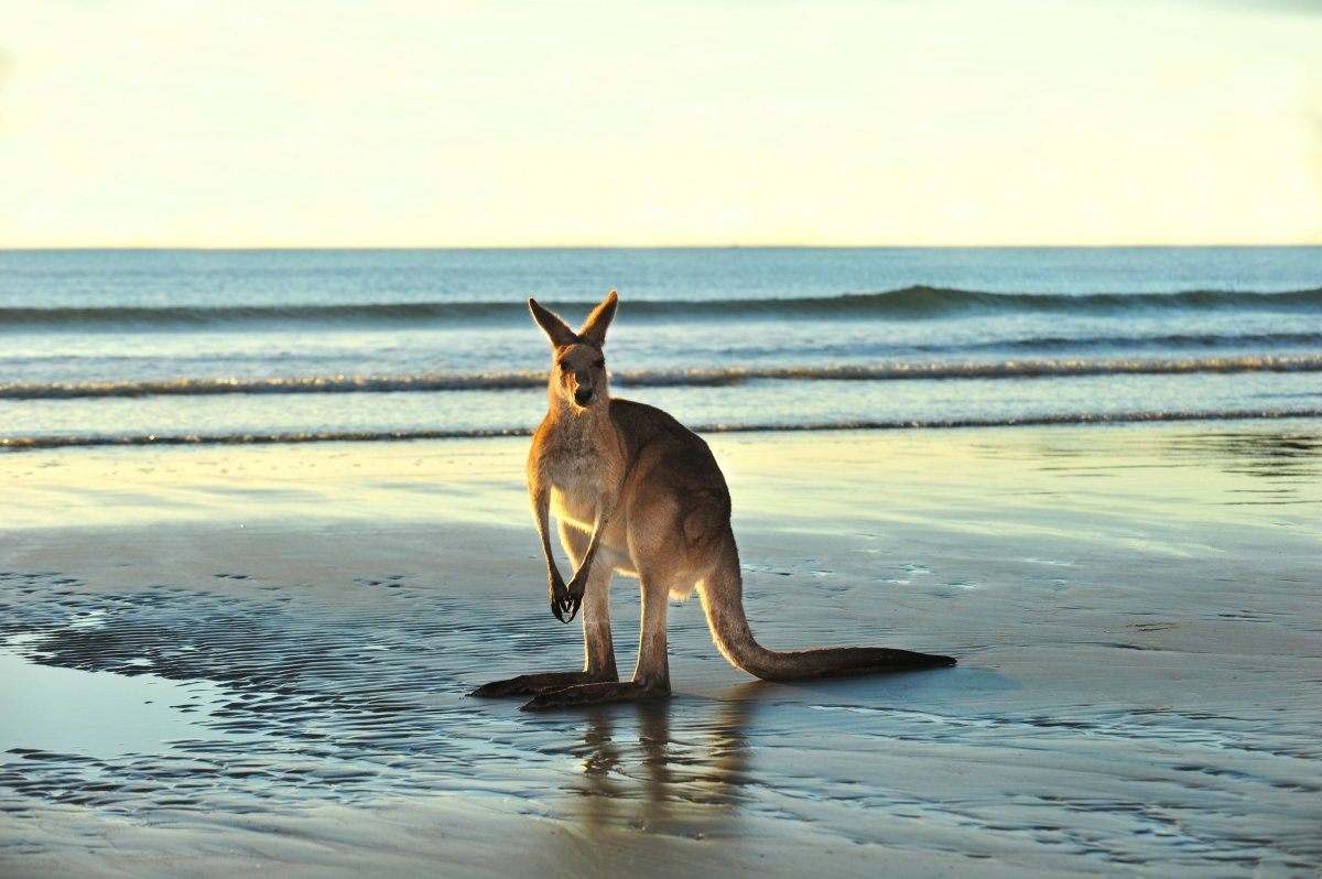 Australian Eastern Grey Kangaroo On Beach