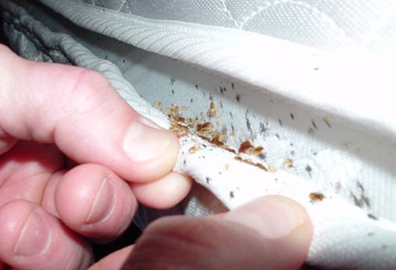 bed bugs