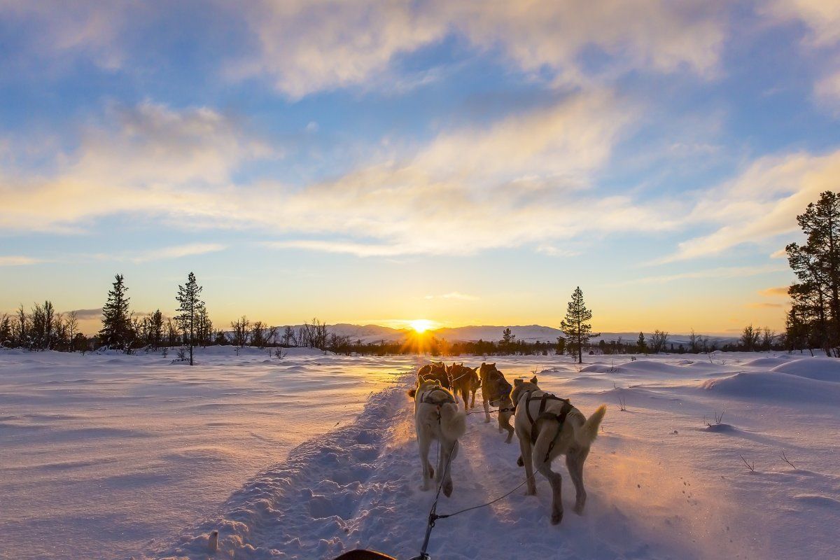Dog Sledding With Huskies In Beautiful Sunset