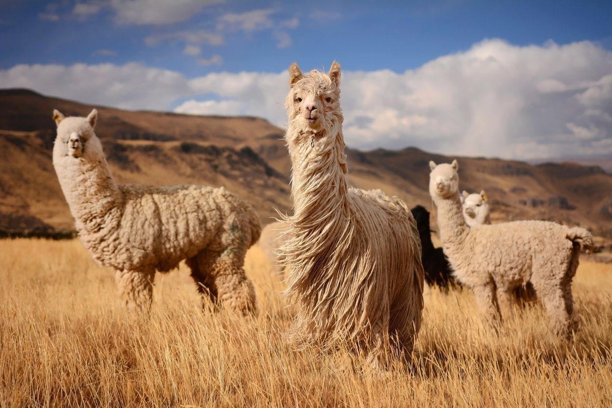 Llamas In Mountains, Andes, Peru