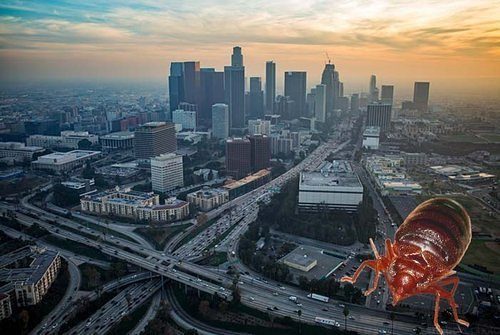 Los Angeles bed bugs