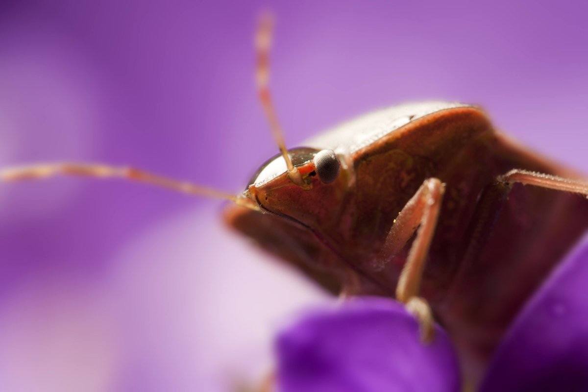 Macro View Of Bedbug